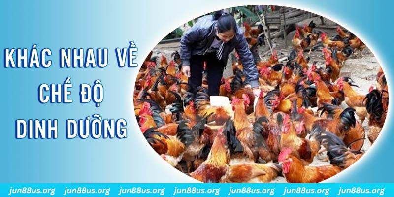 sv88 tv xổ số thứ sáu hàng tuần